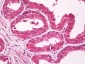 CXADR Antibody